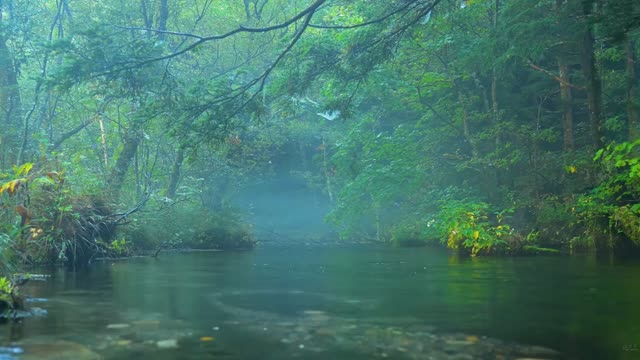 Still lake in springtime forest live wallpaper
