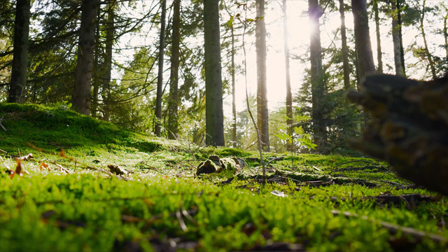 Sunlight through peaceful forest live wallpaper