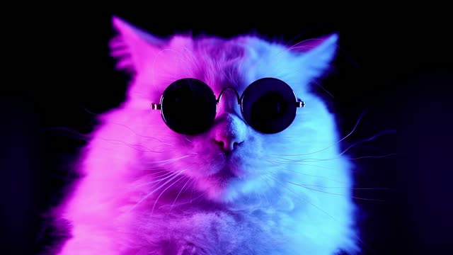 Cool cat in neon sunglasses live wallpaper