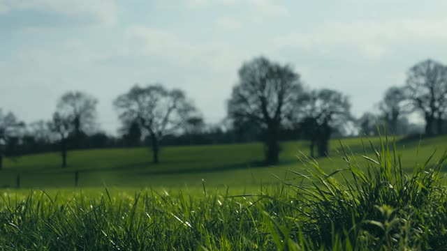 Green field with scattered trees live wallpaper