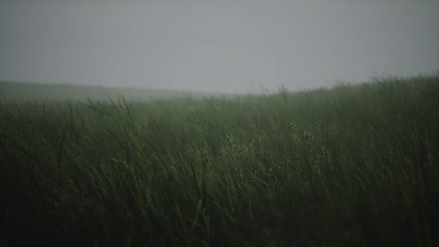 Grass field in heavy fog live wallpaper