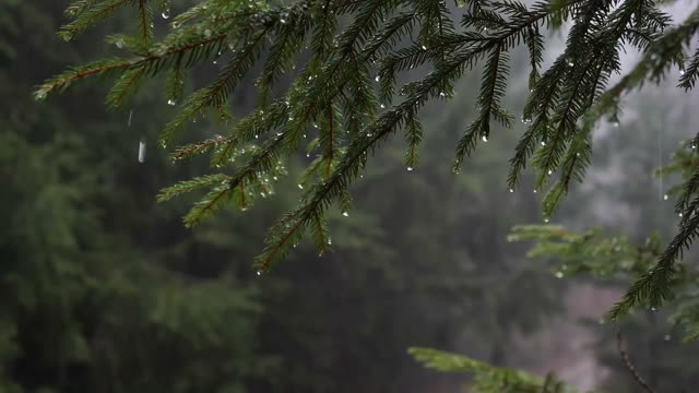 Close-up of pine tree branches live wallpaper
