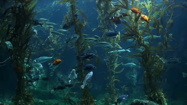 Underwater jungle with glowing plants live wallpaper
