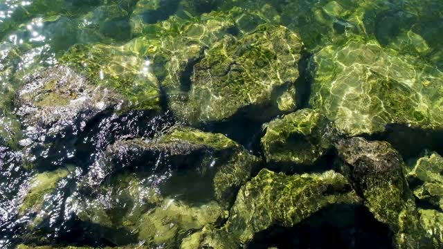 Moss-covered rocks in clear stream live wallpaper