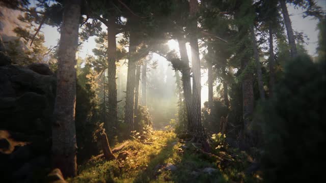 Sun rays shining through dense forest live wallpaper