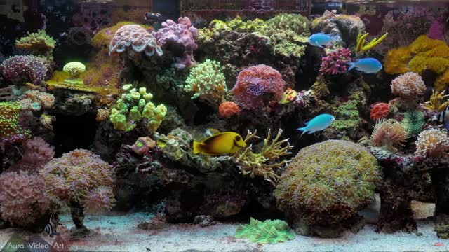 Vibrant coral reef underwater live wallpaper