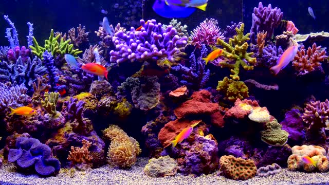 Bright colorful coral reef underwater live wallpaper