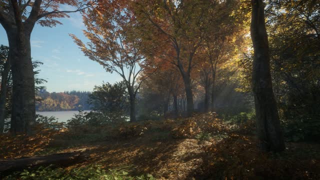 Autumn forest path with sunlight live wallpaper