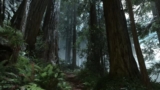 Misty forest with tall redwood trees live wallpaper