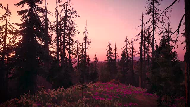 Autumn forest at dusk with tall trees live wallpaper