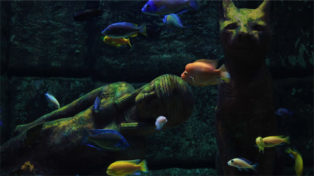 Colorful tropical fish underwater live wallpaper