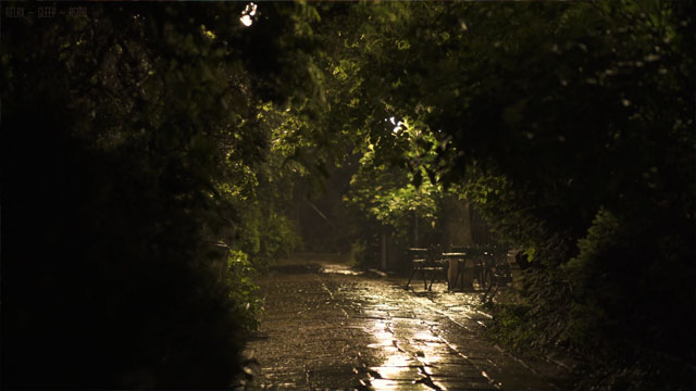 Rainy forest path with reflections live wallpaper