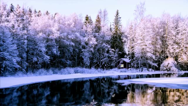 Frozen forest reflected in lake live wallpaper