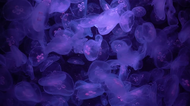 Enchanted Jellyfish Dreams live wallpaper