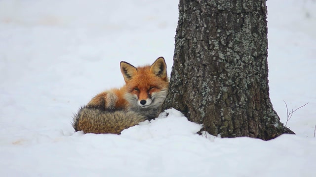 Winter Fox by the Tree live wallpaper