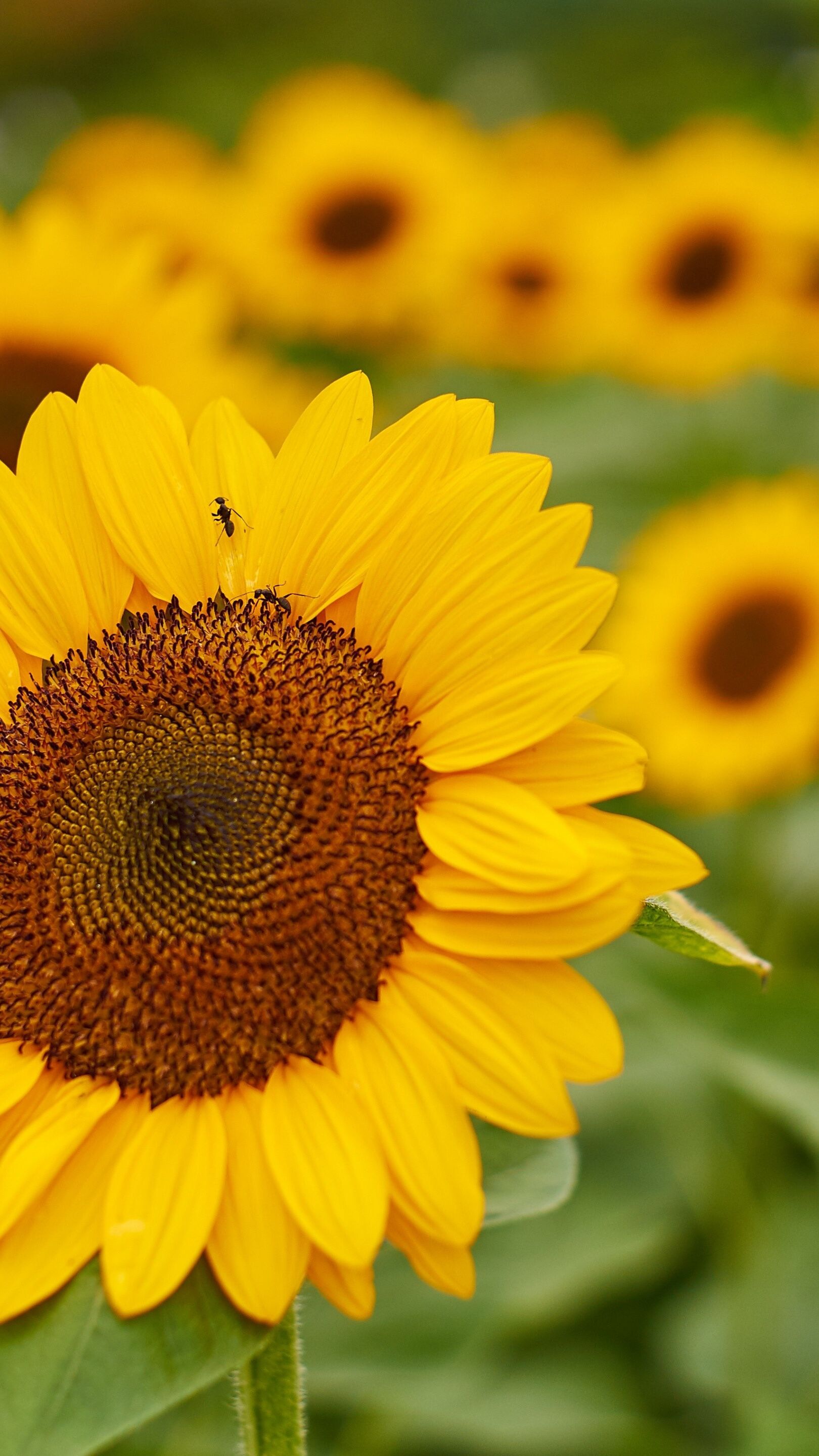 Golden Sunflower Radiance in Full Bloom - backiee