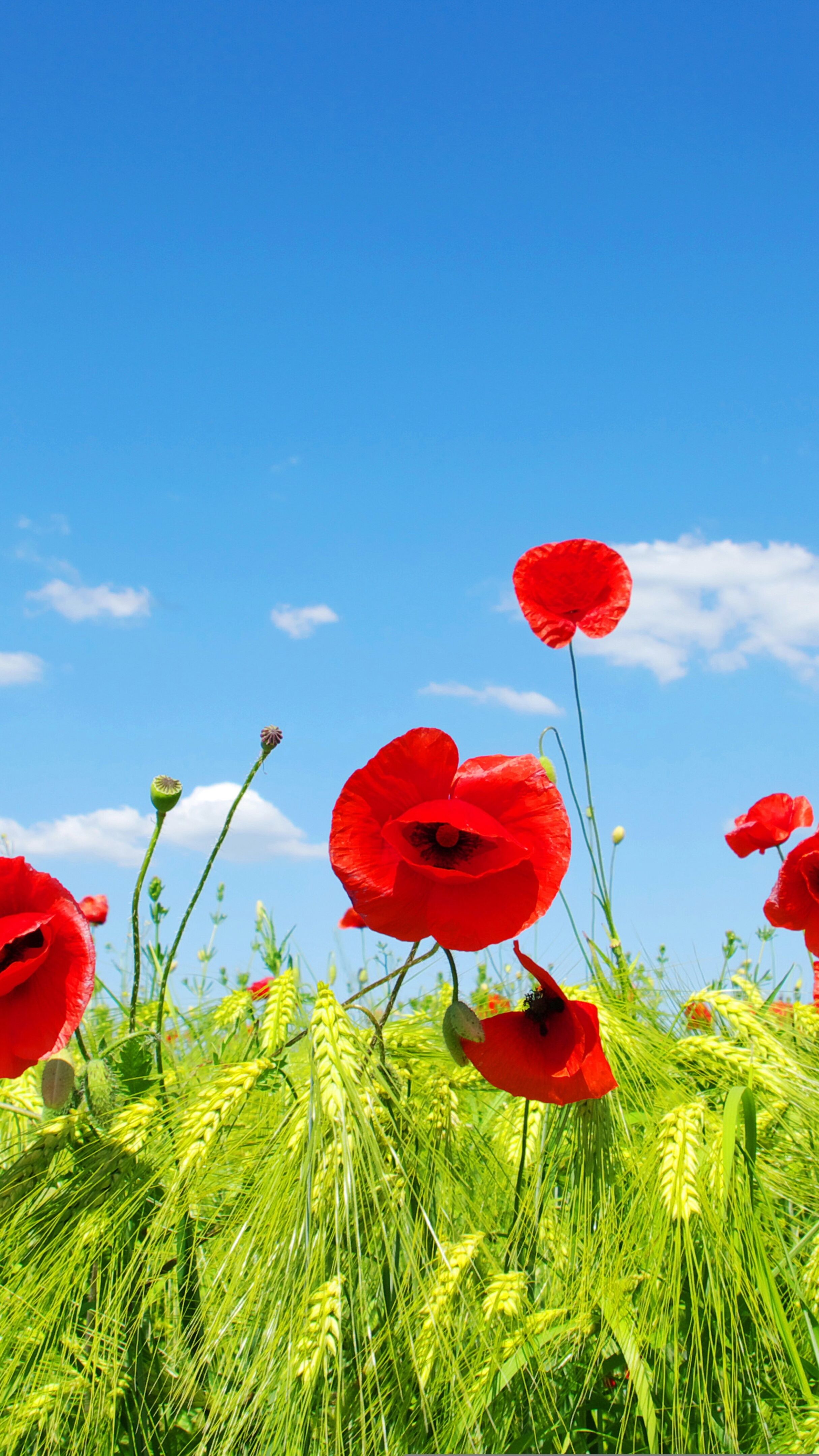 Poppies in a Clear Summer Sky - backiee