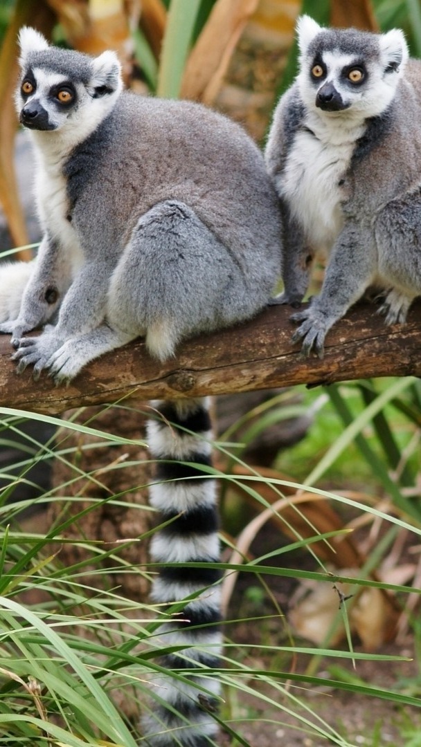 Ring-tailed Lemur Duo in Nature - backiee