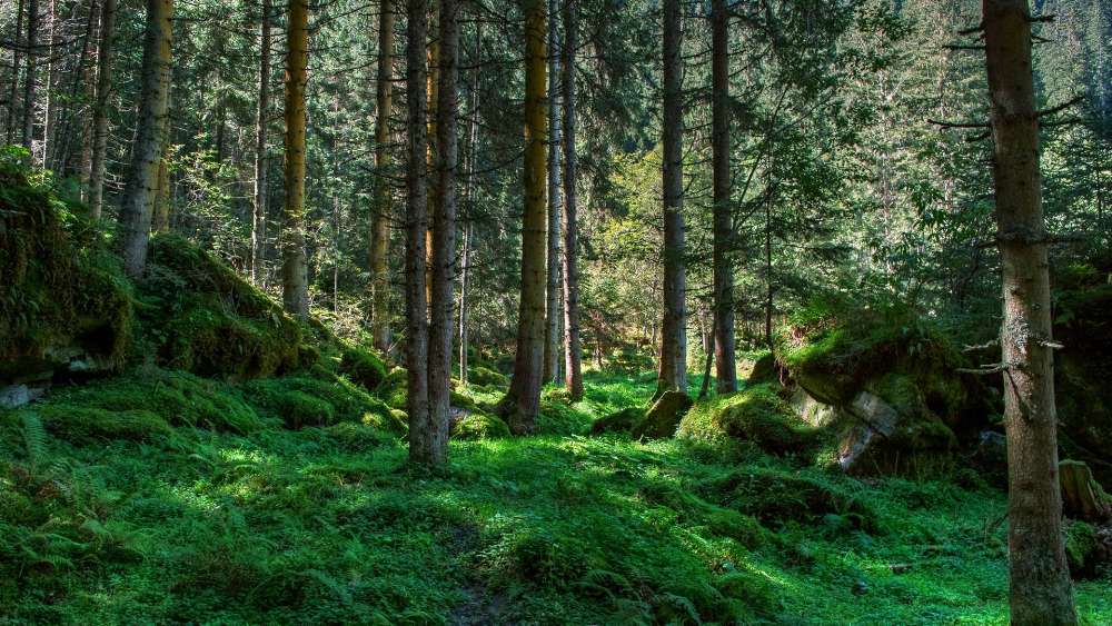 Europaeerin Taetowierte Wald Masturbieren