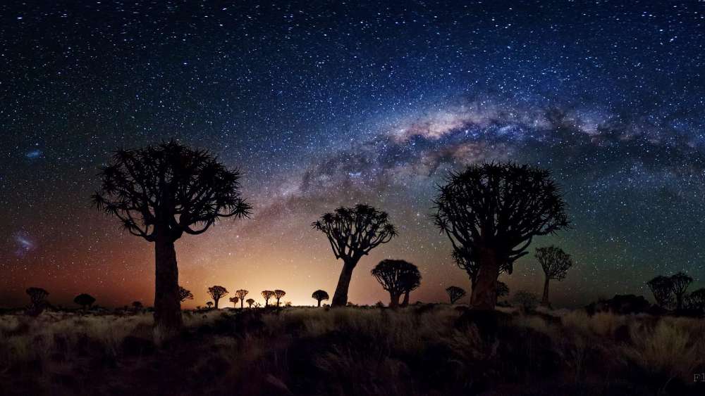 Milkyway over Baobab Trees - backiee