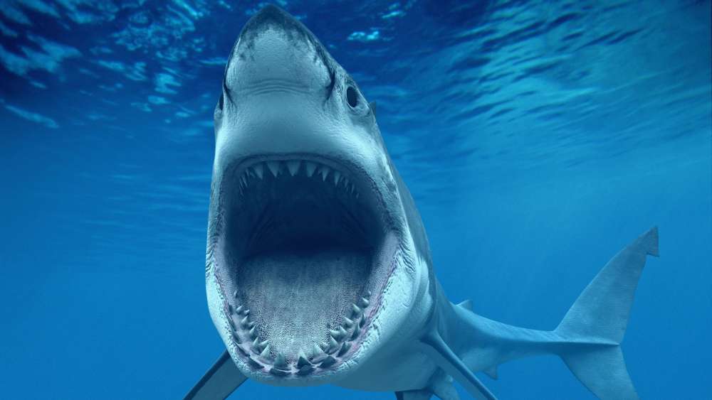 Underwater shark photography  wallpaper