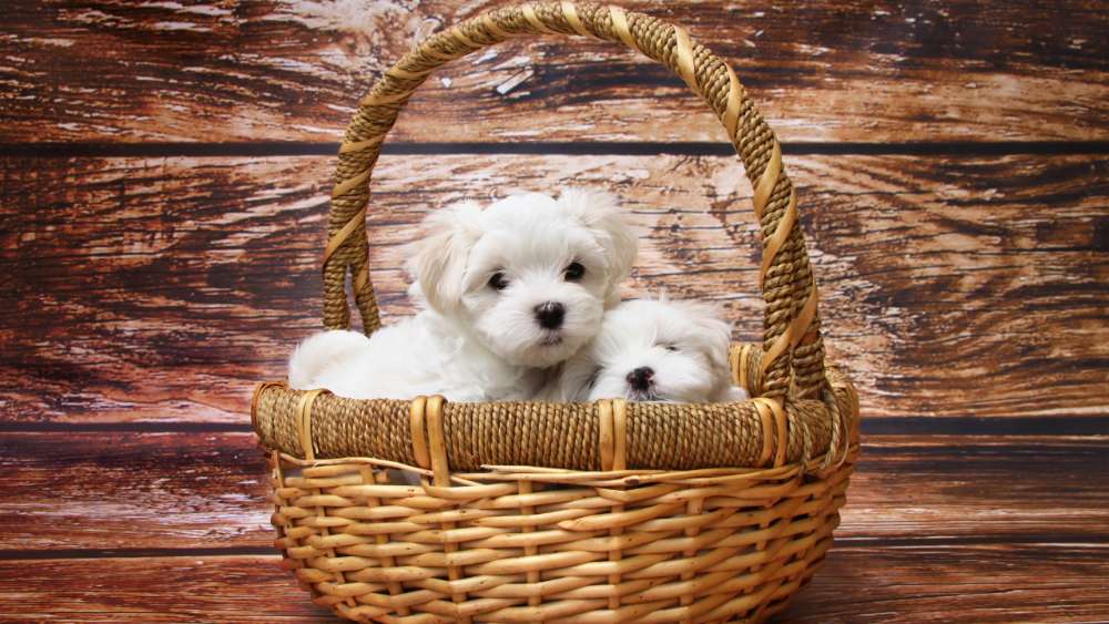 Puppies in the basket wallpaper