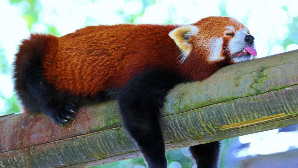 Sleeping Red Cat Bear wallpaper