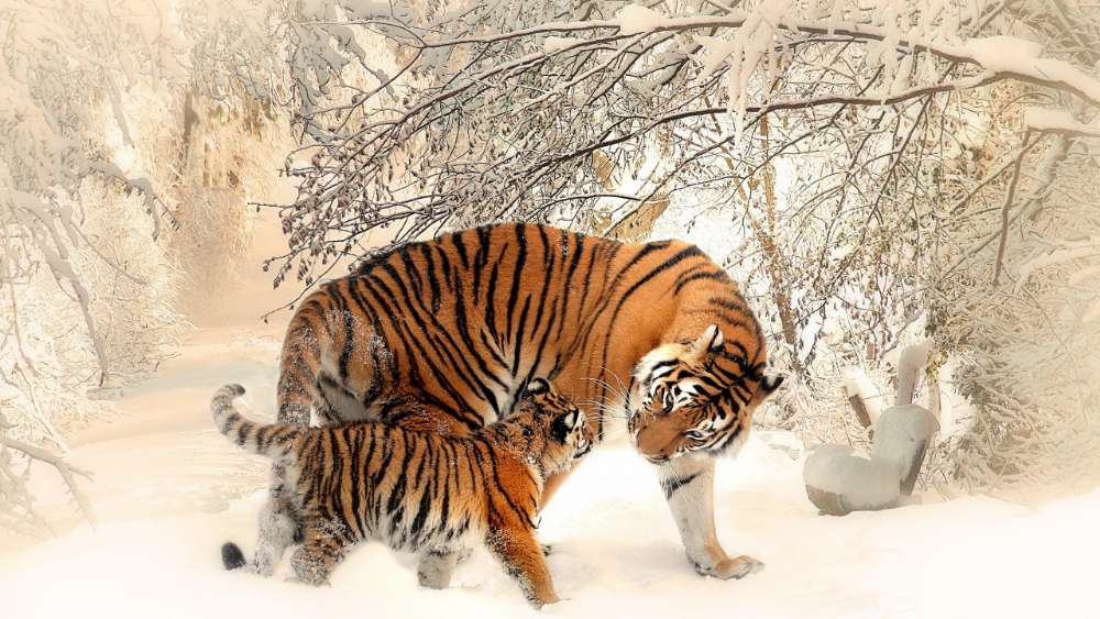 Tigers in the snow wallpaper
