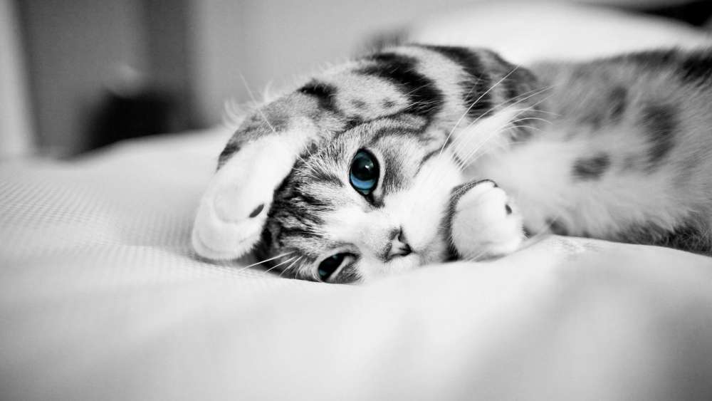 Blue eyed cat - Monochrome photography wallpaper