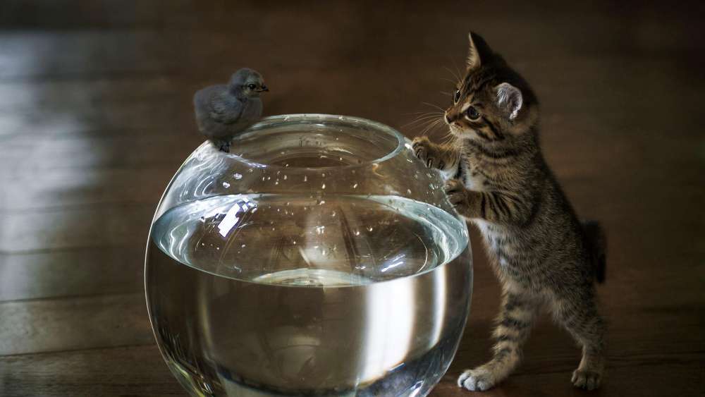 Wallpaper from animals category