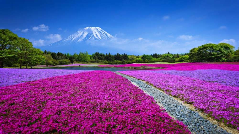 Mount Fuji landscape, Japan  wallpaper