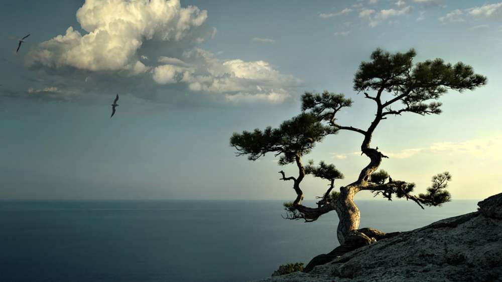 Lone tree on the rocky ridge wallpaper