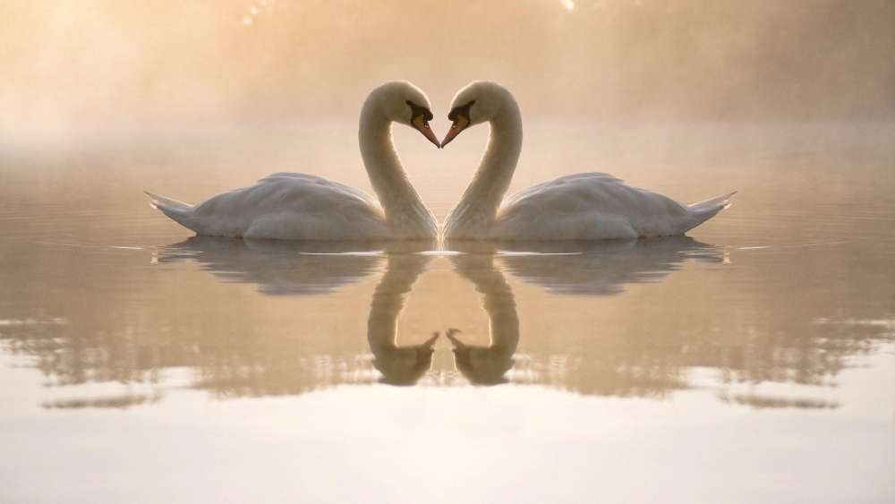 Swan love wallpaper