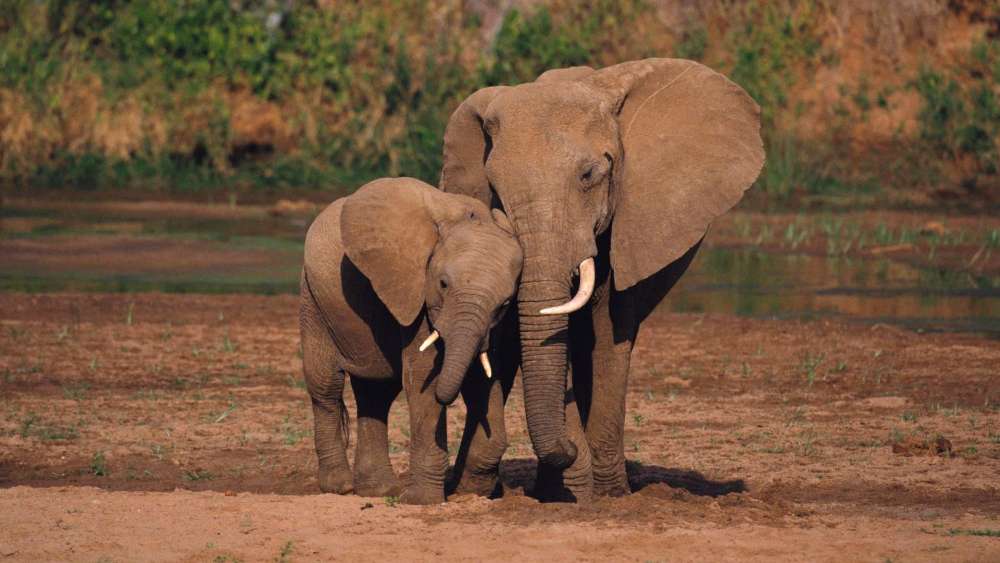 African elephant baby wallpaper