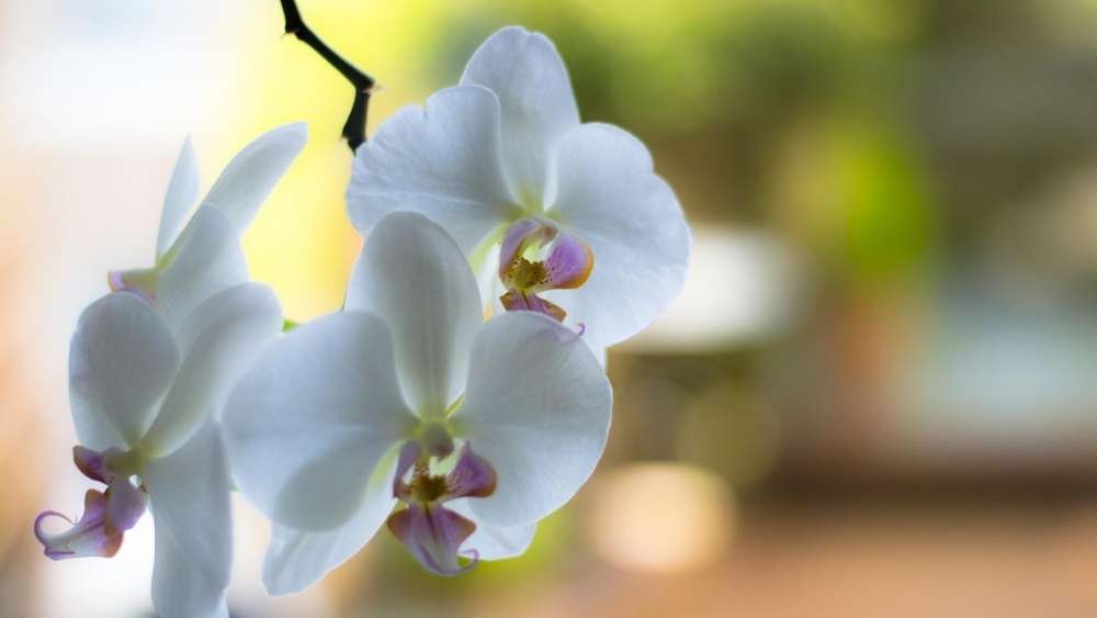 Wallpaper from flowers category