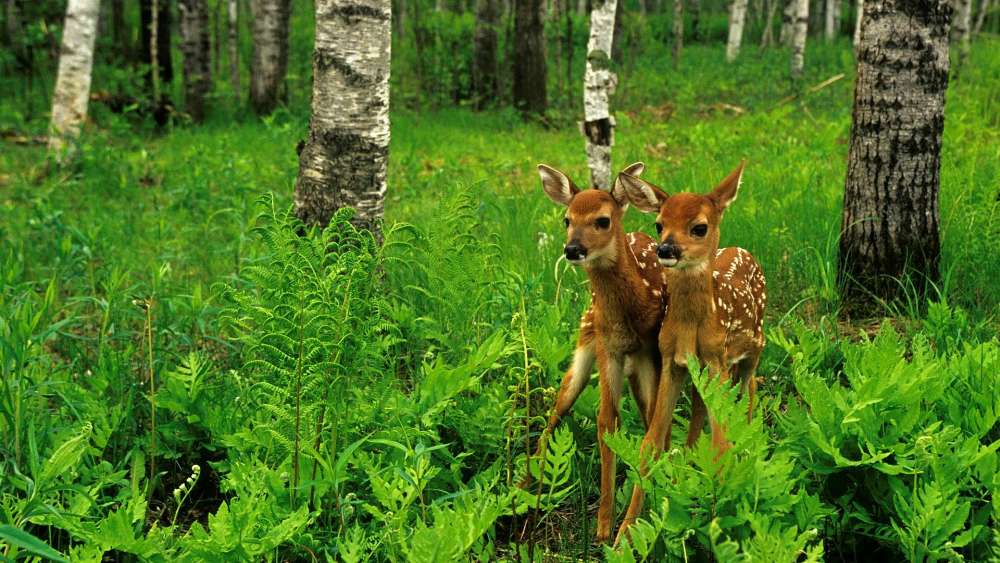 Wallpaper from animals category