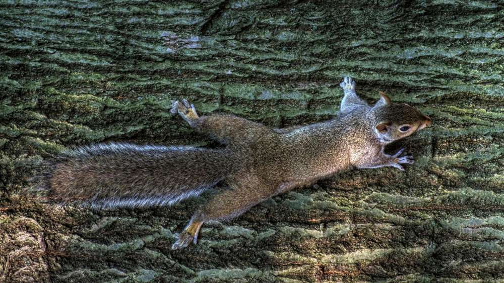 Wallpaper from animals category