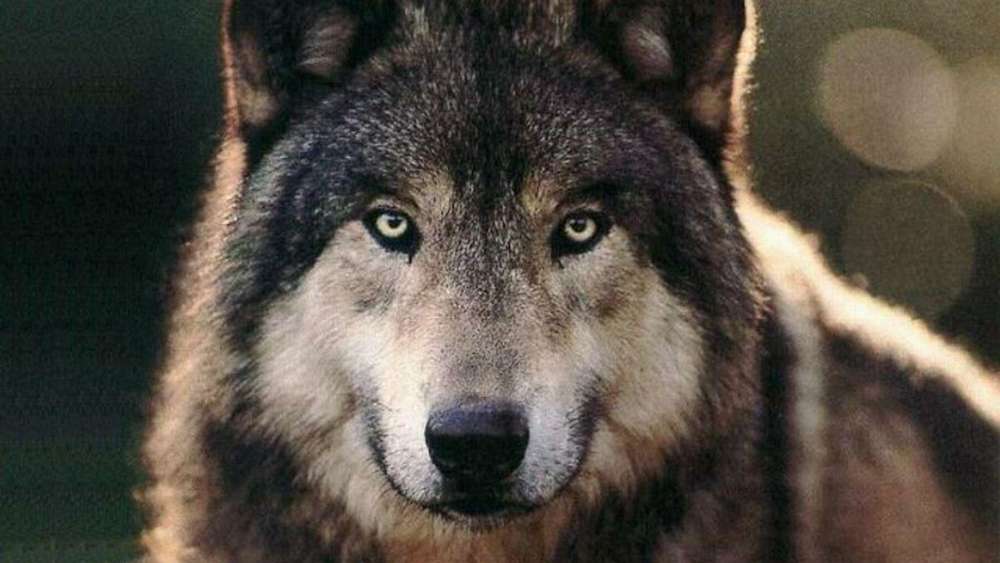 Wolf eyes wallpaper