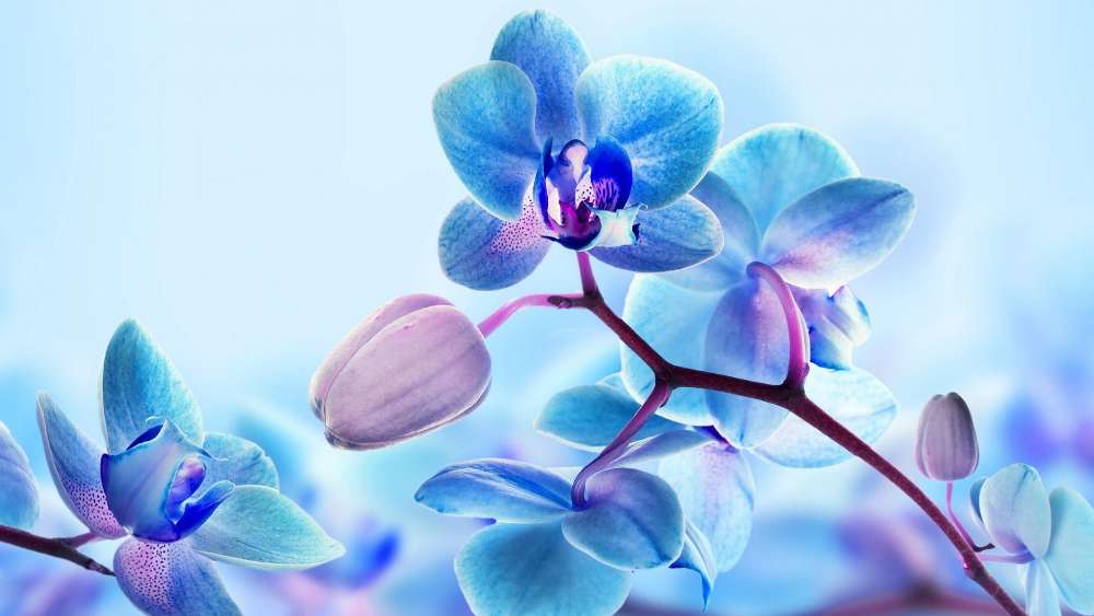 Blue orchid wallpaper