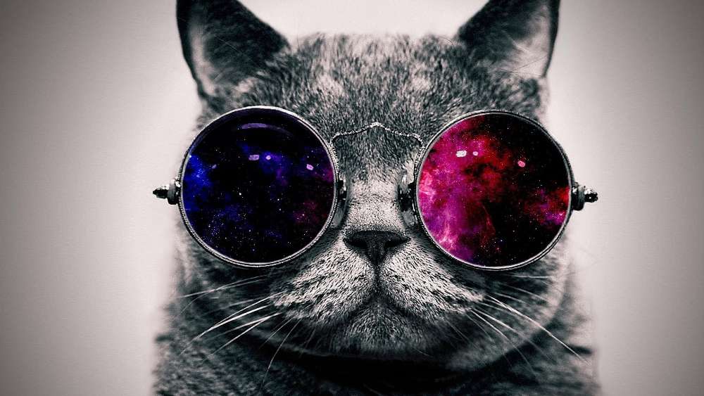 Funny cat in sunglasses wallpaper