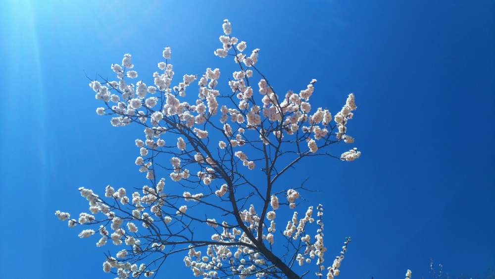 Wallpaper from flowers category