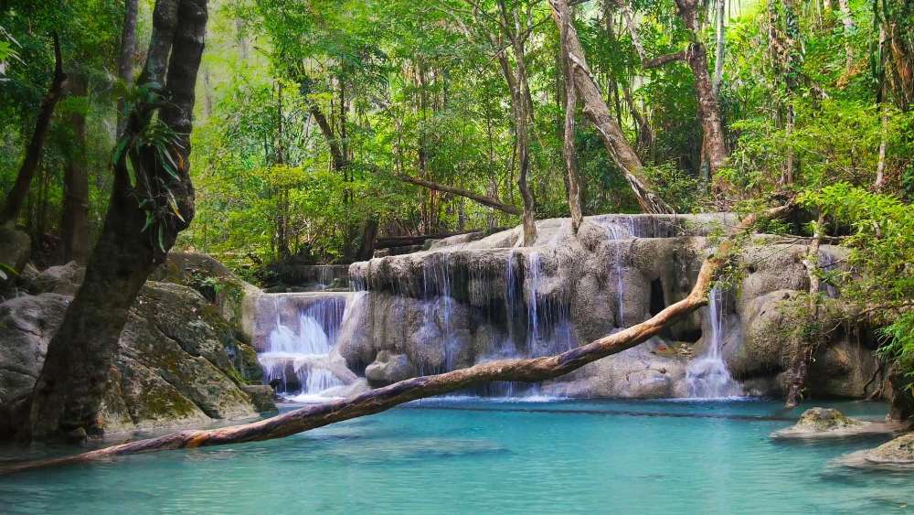 Wallpaper from nature category