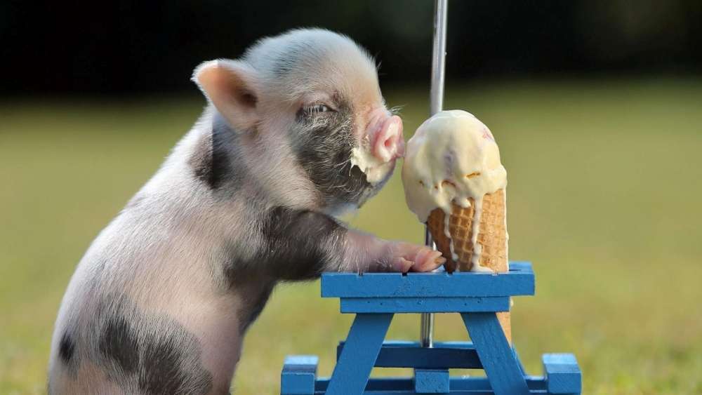 Little pig with ice cream wallpaper