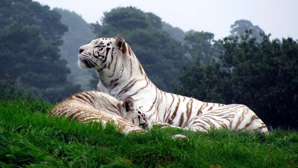 White tigers in the nature wallpaper