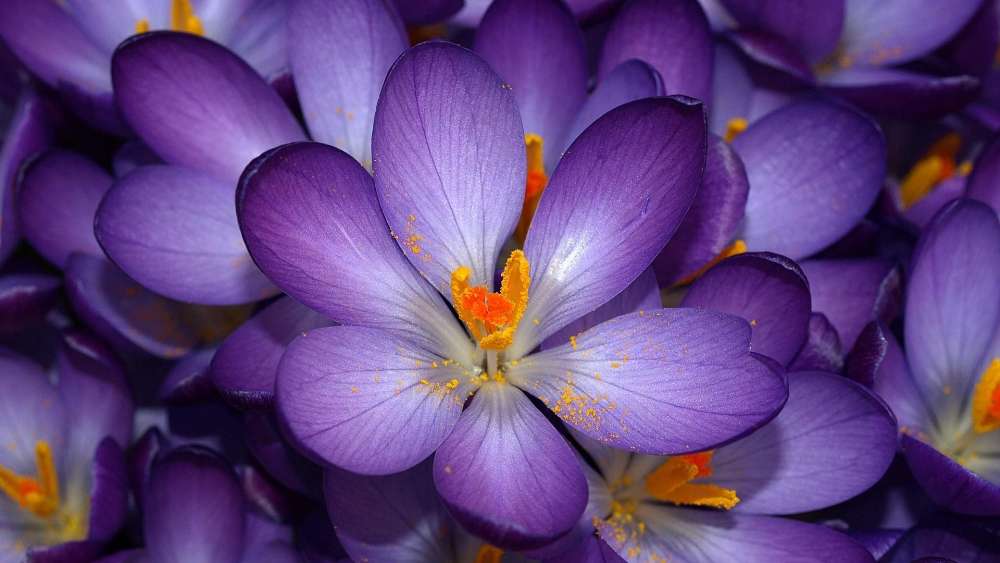 Wallpaper from flowers category
