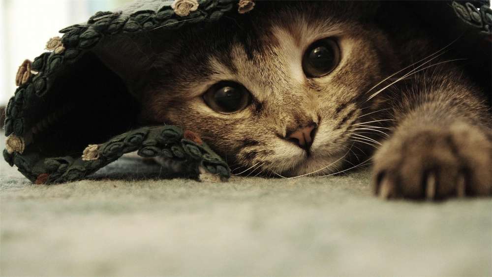 Under rug kitten wallpaper