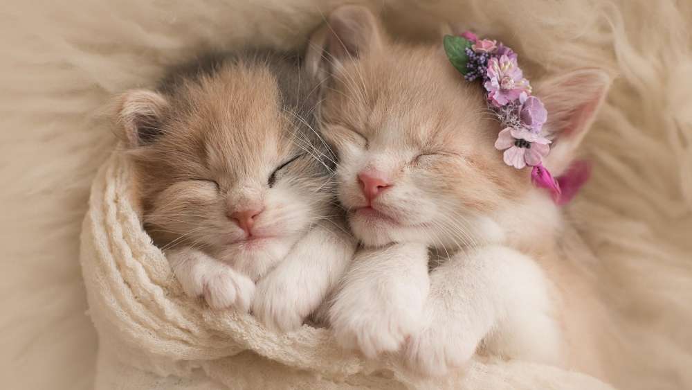 Slumbering Kittens Embrace in Sweet Repose wallpaper