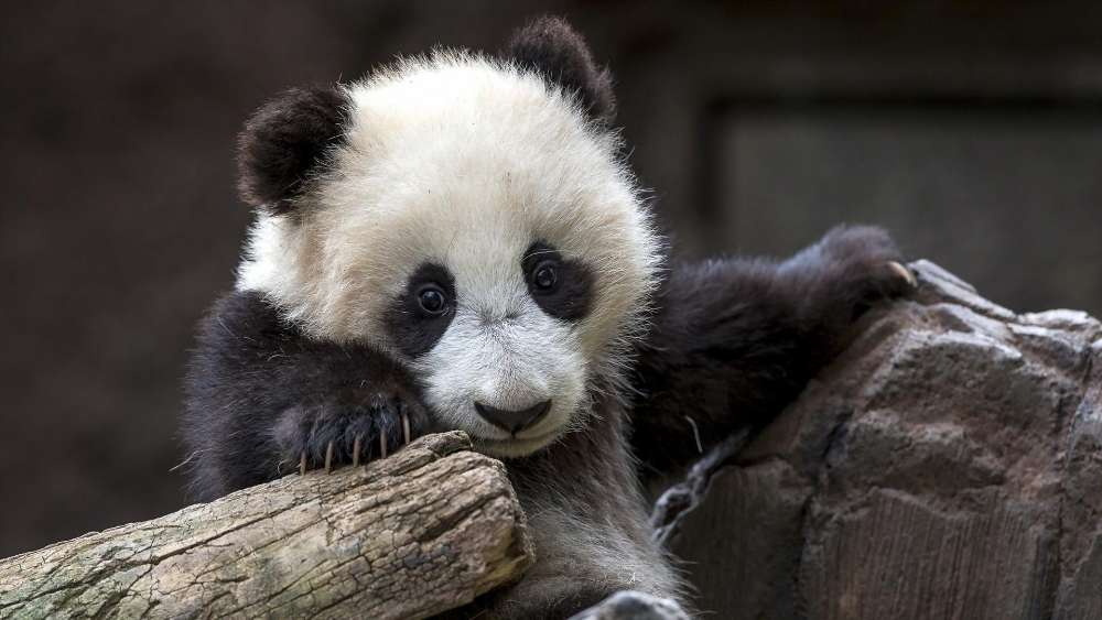 Wallpaper from animals category