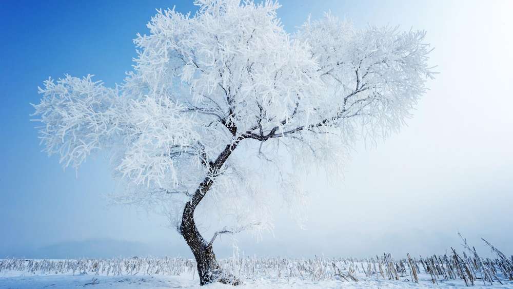 Wallpaper from nature category