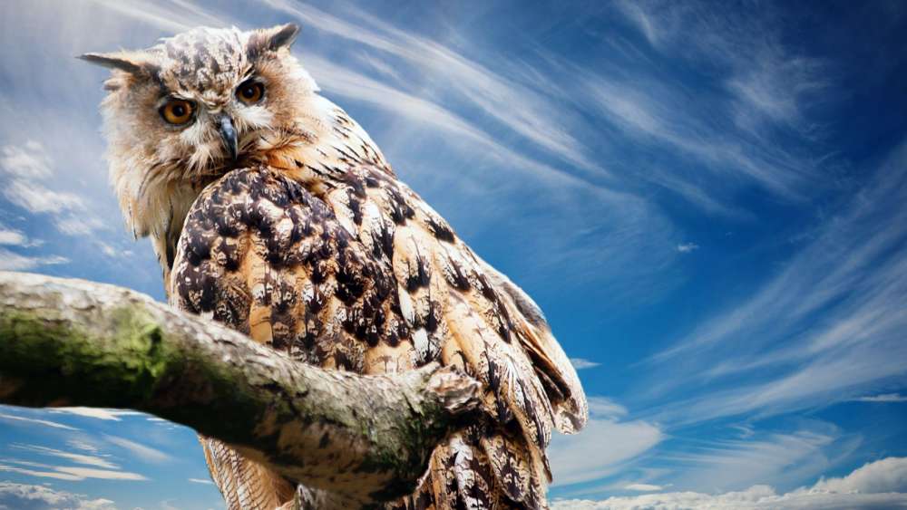 Big owl wallpaper